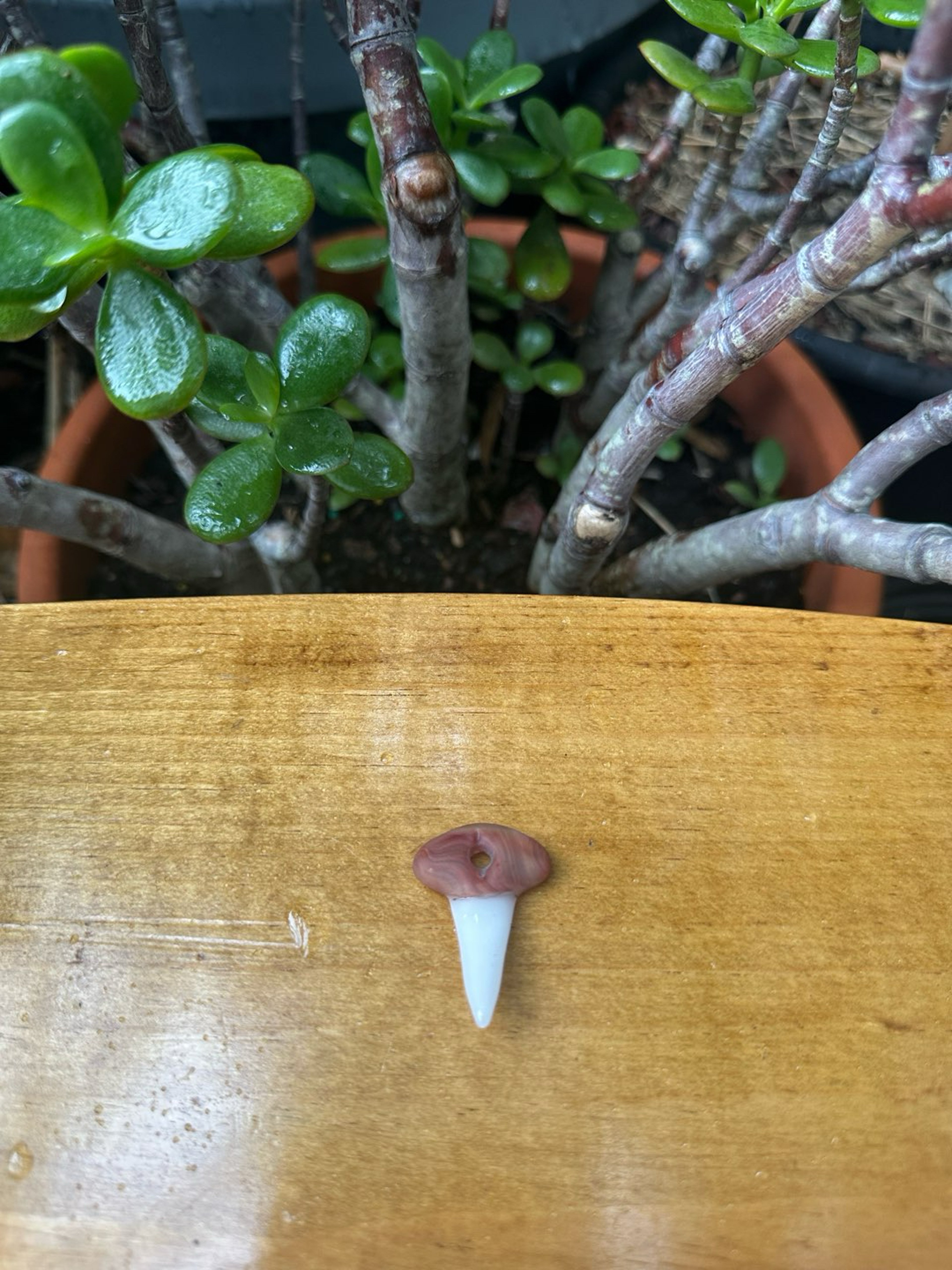 Preview pic of Small Freestyle Shark Tooth