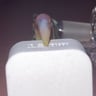 Small image 6