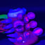 Small image 6