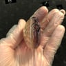 Small image 3