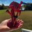 Small image 7