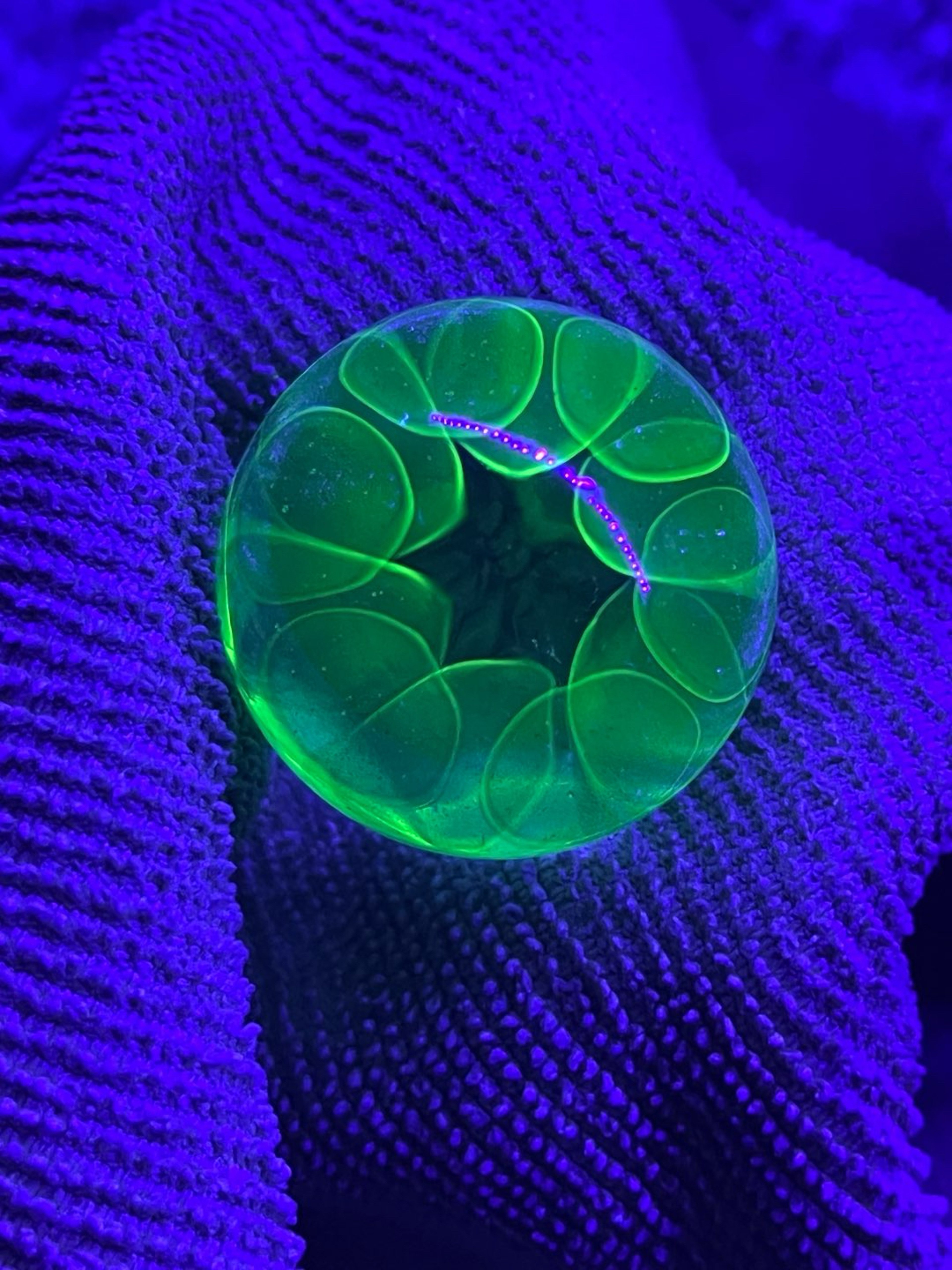 Preview pic of UV Ring Marble #3