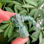 Small image 5