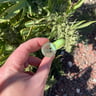 Small image 4
