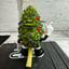 Small image 4