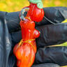 Small image 3
