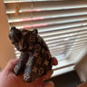 Small image 2