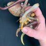 Small image 4