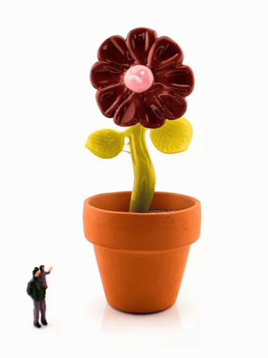 Preview pic of Ethan Windy "Giant Flowers" 11/26/2024