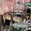 Small image 9