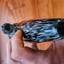Small image 6