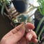 Small image 7