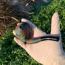 Small image 1