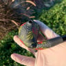 Small image 5
