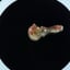 Small image 6