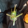 Small image 1