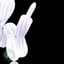 Small image 9