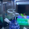 Small image 0