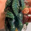 Small image 6