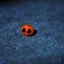 Small image 9