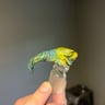 Small image 0