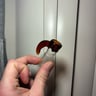 Small image 4