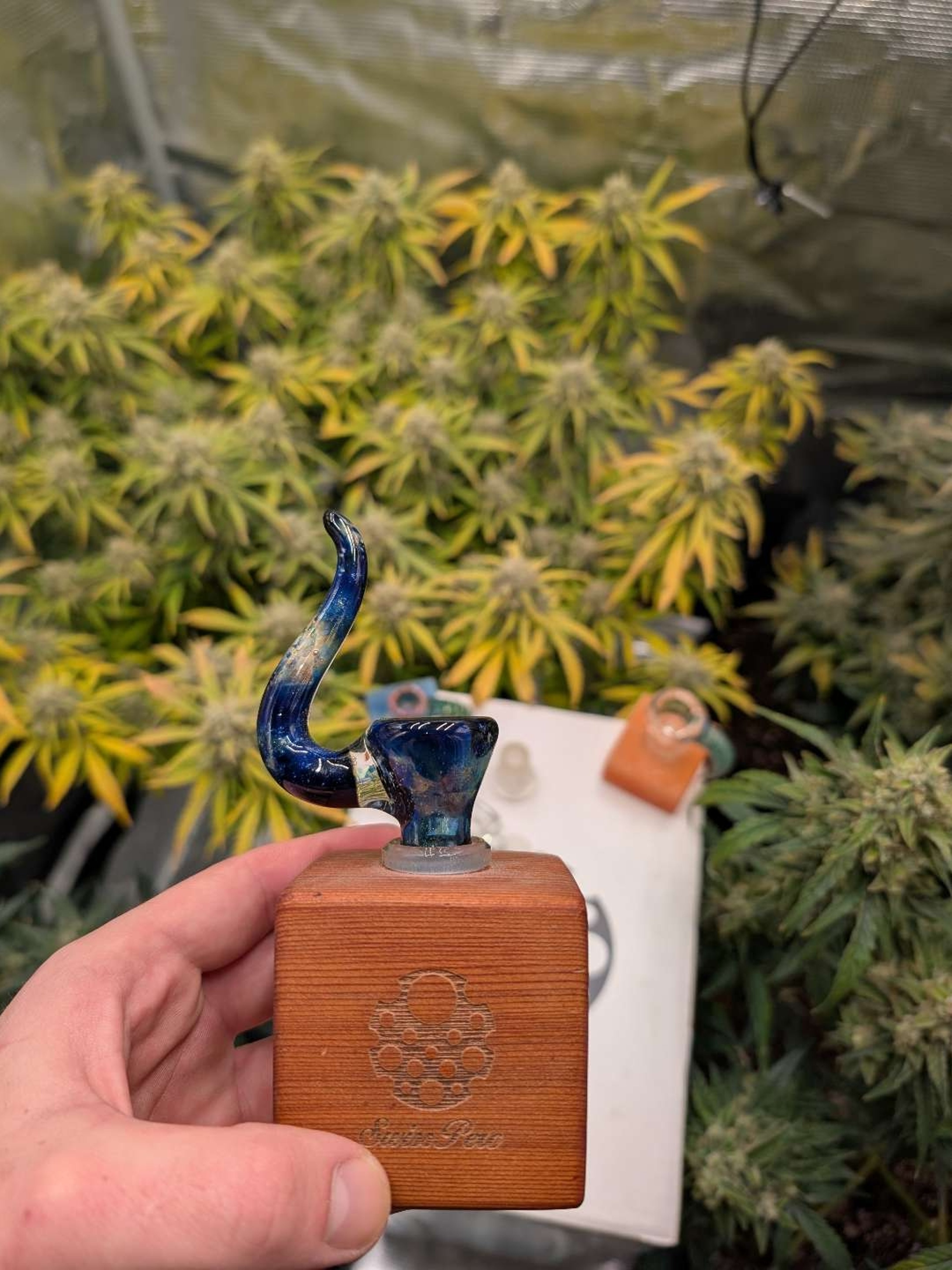 Preview pic of 3 hole space dust T-Rex glass slide