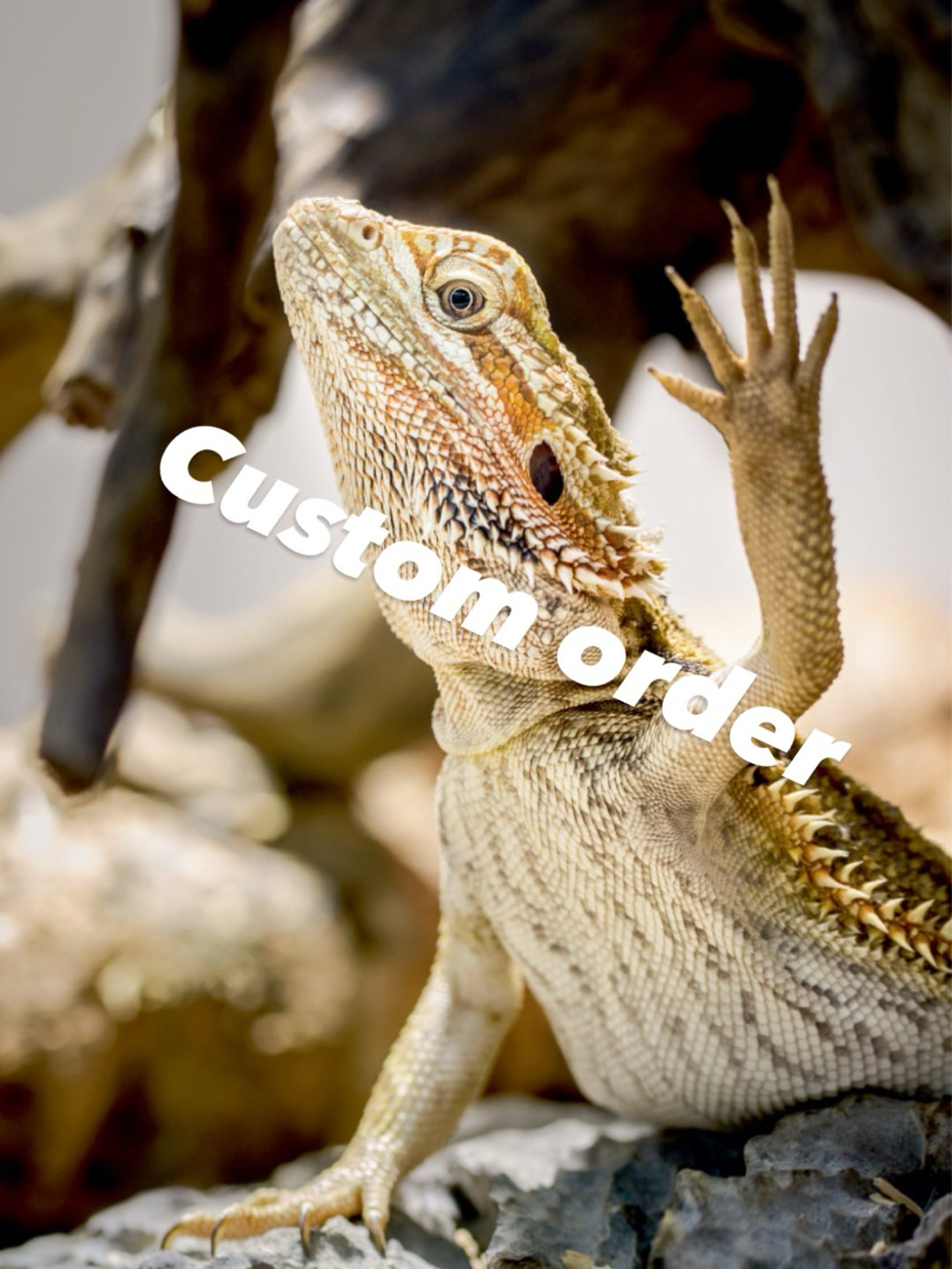 Preview pic of Custom bearded dragon joystick 3DXL