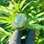 Small image 4