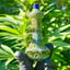 Small image 7