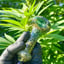 Small image 9