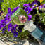 Small image 6