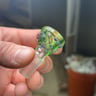 Small image 4