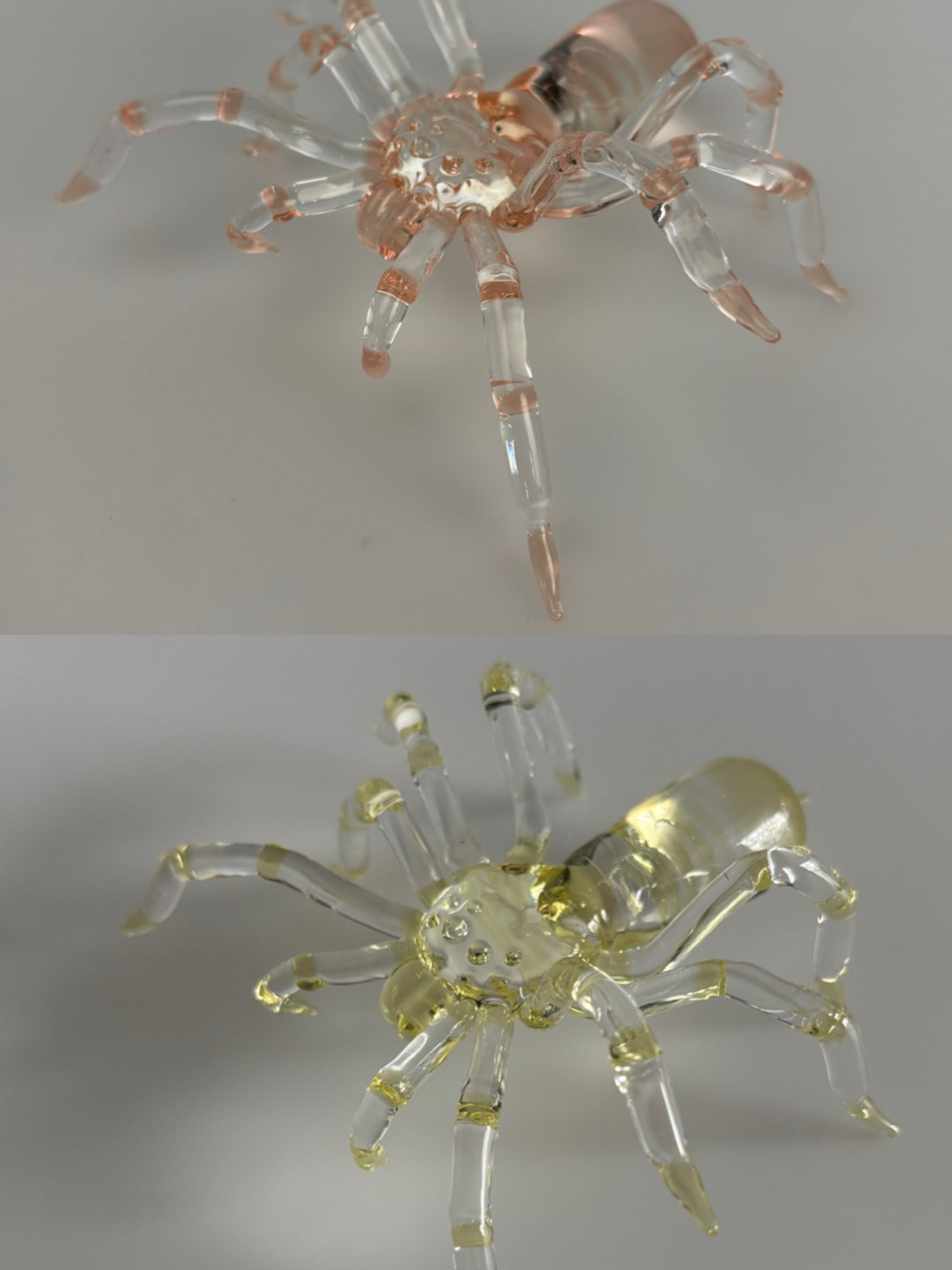 Preview pic of Mojo tarantula