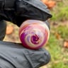 Small image 4
