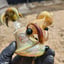 Small image 4