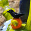 Small image 6