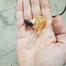 Small image 2