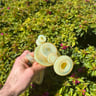 Small image 6