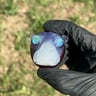 Small image 0