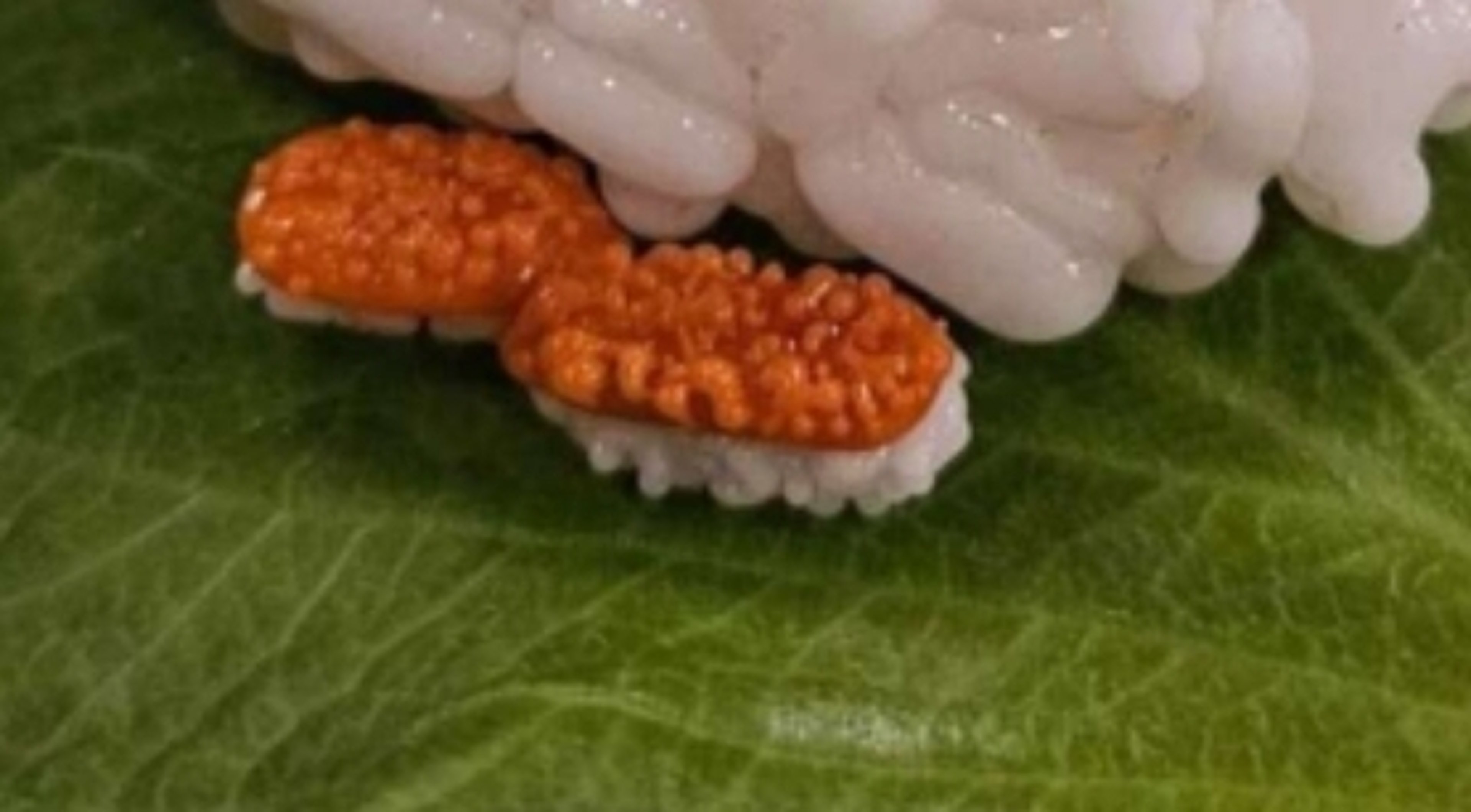 Preview pic of Uni nigiri pearl(s)