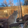 Small image 5