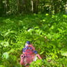 Small image 1