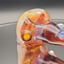 Small image 6