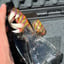 Small image 7
