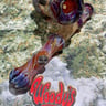 Small image 4