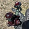Small image 5