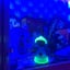 Small image 7