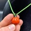 Small image 7