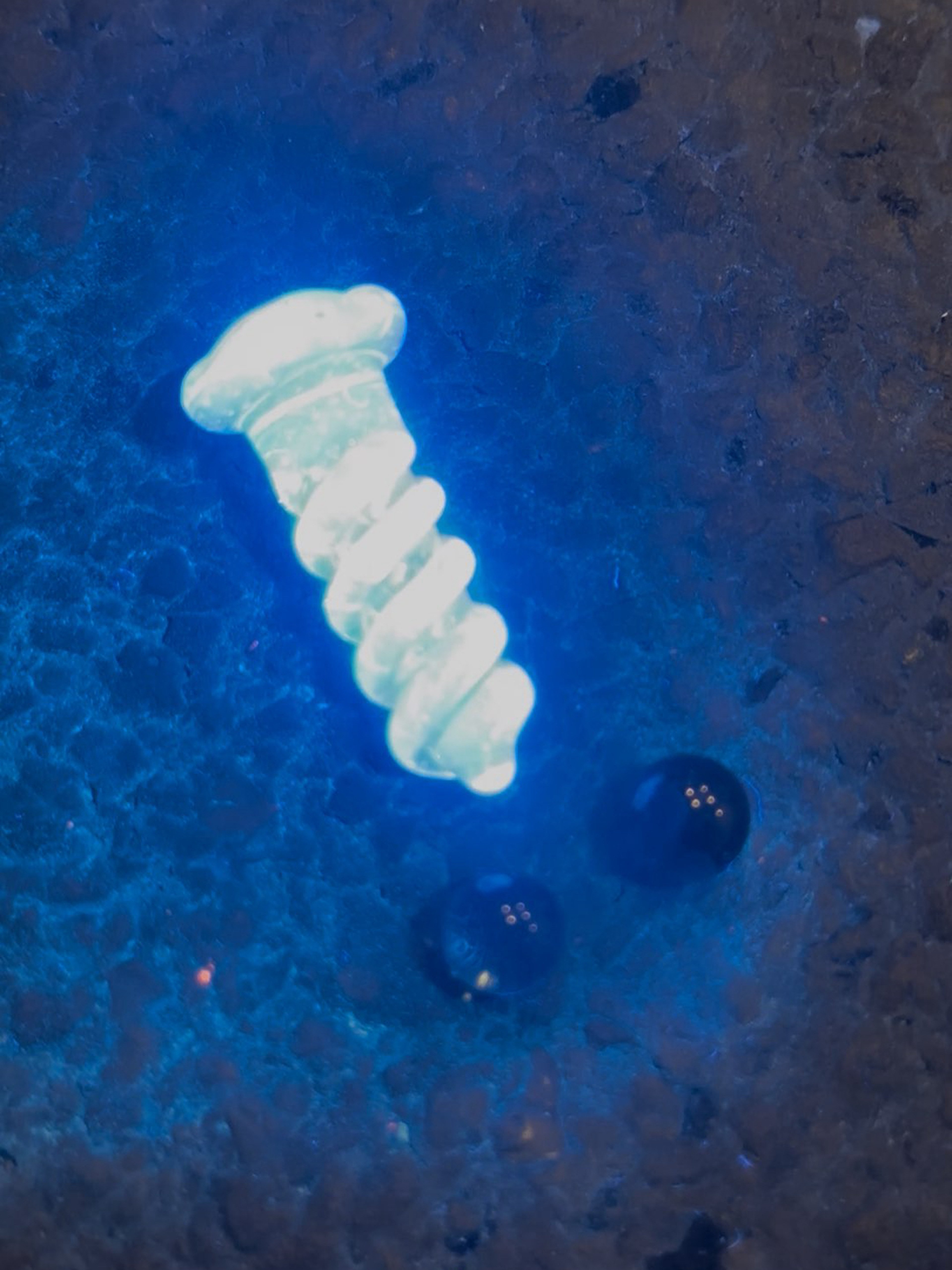 Preview pic of Takoda Madrona UV Blu-V Terp Screw w/ pearls
